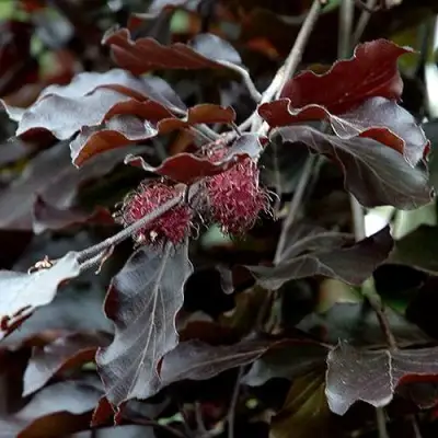 Бук лесной АТРОПУНИЦЕА в Калинковичах