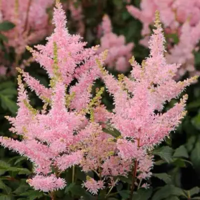 Астильба ЮНИК САЛМОН гибридная в Калинковичах