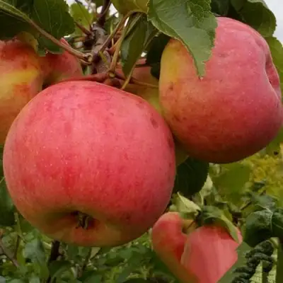 Яблоня БОЛОТОВСКОЕ в Калинковичах