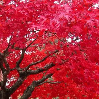 Клен гиннала  в Калинковичах