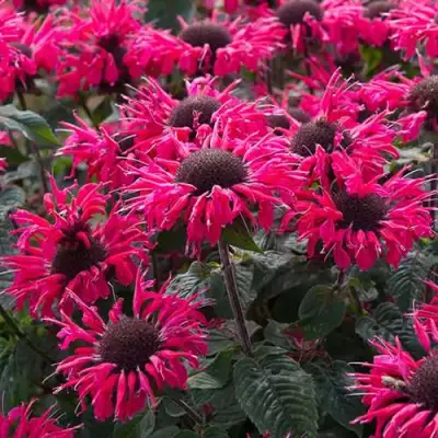 Монарда БИ МЭРИ гибридная в Калинковичах