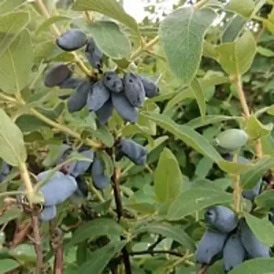 Жимолость съедобная НИМФА (ГАММА) в Калинковичах