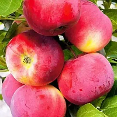 Яблоня СЕРЕБРЯНОЕ КОПЫТЦЕ в Калинковичах