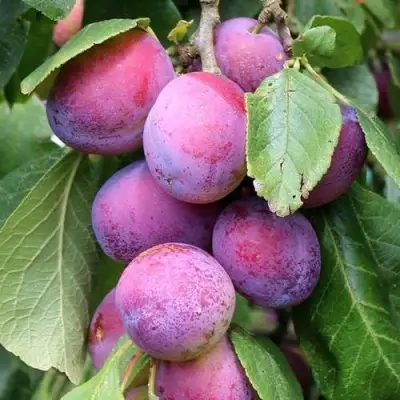 Слива БЛЮ СВИТ колонновидная в Калинковичах