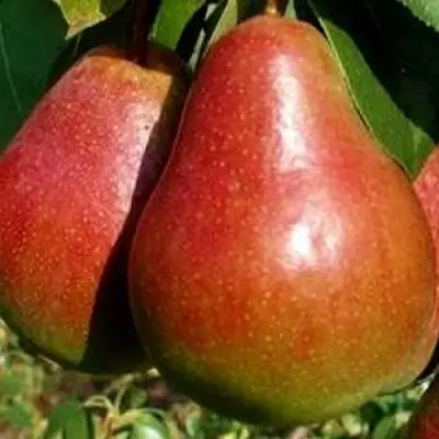 Груша ГЕРА в Калинковичах