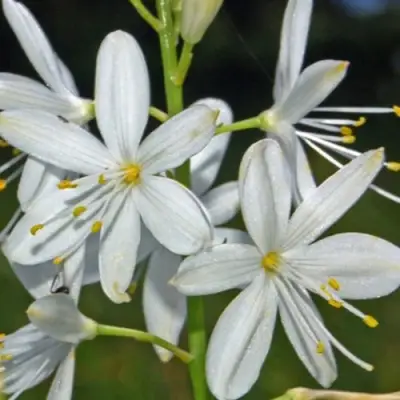 Венечник ветвистый в Калинковичах