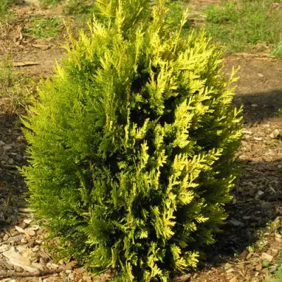 Туя КОППЕР ГОЛД западная в Калинковичах