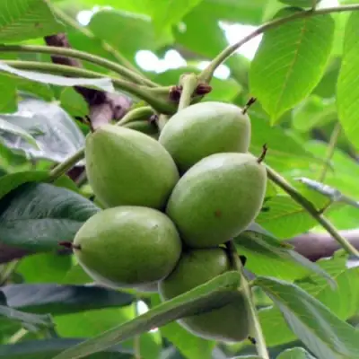 Орех маньчжурский МИЧУРИНЕЦ в Калинковичах