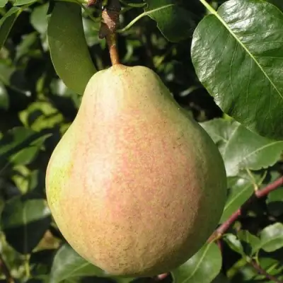 Груша ЛИРА в Калинковичах