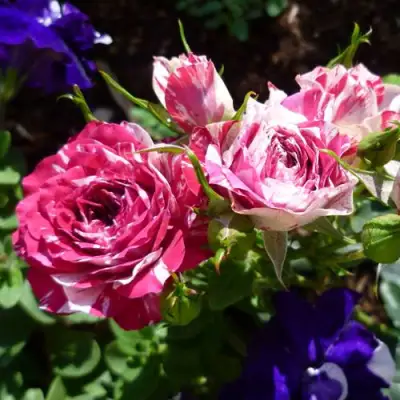 Роза ФЛЕШ ДАНС спрей в Калинковичах