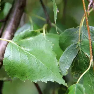 Береза ПОВИСЛАЯ в Калинковичах