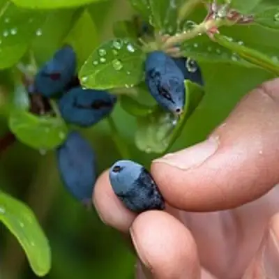 Жимолость съедобная АМФОРА в Калинковичах