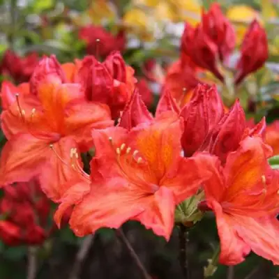 Азалия ЛИЛИНШТЕЙН японская в Калинковичах