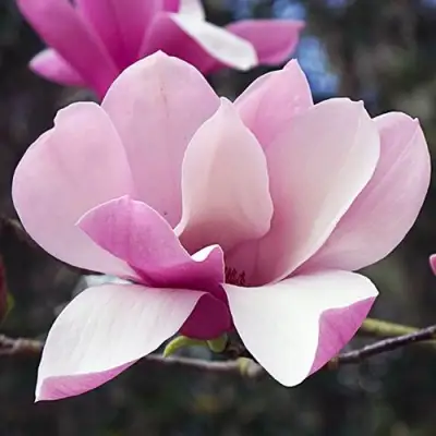 Магнолия РИККИ в Калинковичах