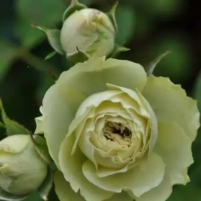 Роза ГРИН ДАЙМОНД миниатюрная в Калинковичах