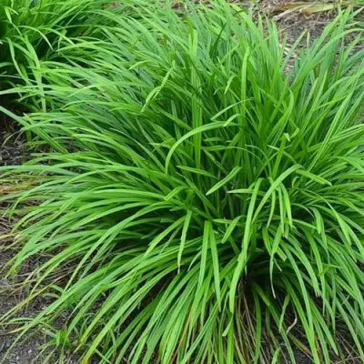 Осока АЙРИШ ГРИН в Калинковичах