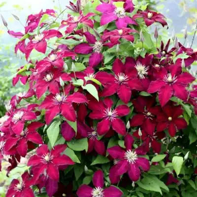 Клематис МАЗОВШЕ в Калинковичах