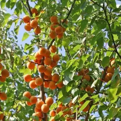 Абрикос ОРЛОВЧАНИН  в Калинковичах