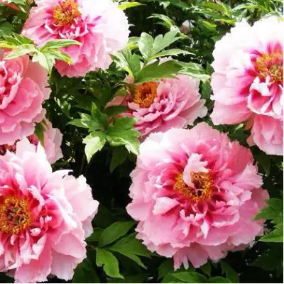 Пион СЕРЕБРИСТЫЙ РУЧЕЙ древовидный в Калинковичах