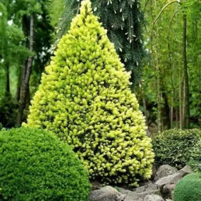 Ель РЕЙНБОУЗ ЭНД сизая в Калинковичах