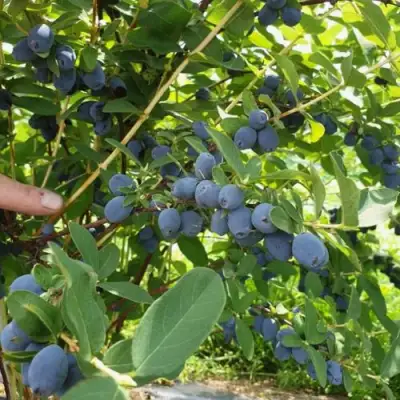 Жимолость съедобная КЛУБНИЧНАЯ СЕНСАЦИЯ в Калинковичах