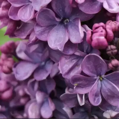 Сирень ВИОЛЕТТА в Калинковичах