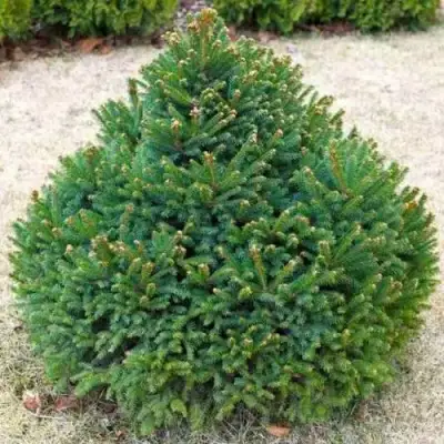 Ель БАРРИ обыкновенная в Калинковичах