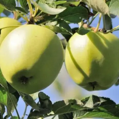 Яблоня САХАРНАЯ в Калинковичах