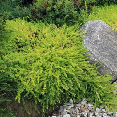 Водяника БЕРНШТЕЙН черная в Калинковичах