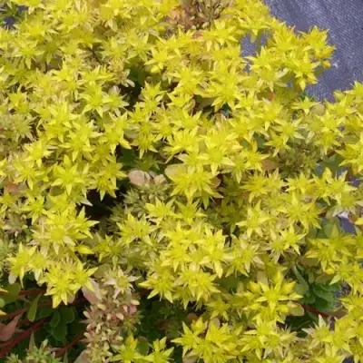 Очиток (седум) ИММЕРГРЮНХЕН в Калинковичах