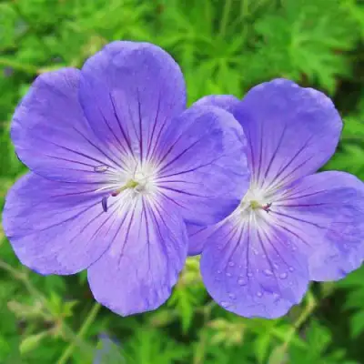 Герань БРУКСАЙД гибридная в Калинковичах