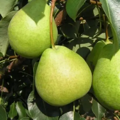 Груша ЛАГОДНАЯ в Калинковичах