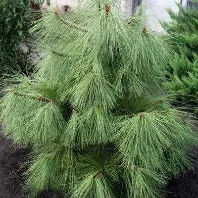 Сосна желтая  в Калинковичах