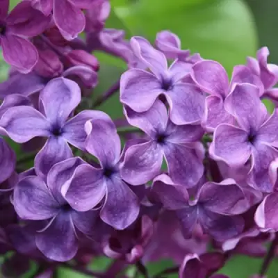 Сирень СУМЕРКИ в Калинковичах