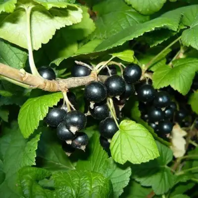 Смородина черная БАГИРА в Калинковичах