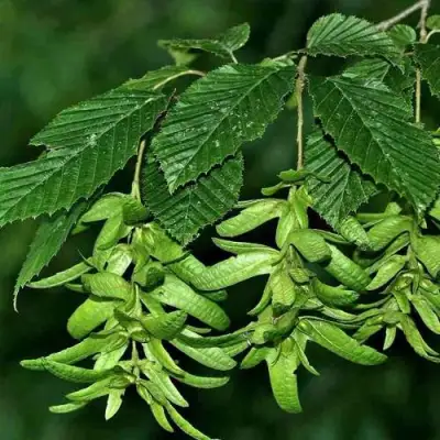 Граб  в Калинковичах