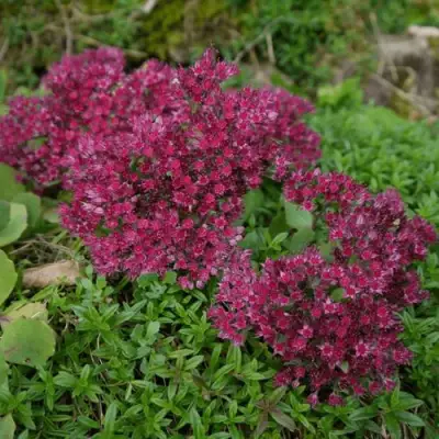 Очиток (седум) РУБИ ГЛОУ скальный в Калинковичах