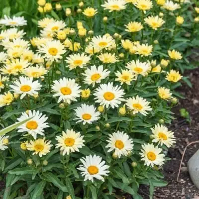 Нивяник БРОДВЕЙ ЛАЙТС великолепный в Калинковичах