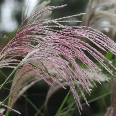 Мискантус МАЛЕПАРТУС китайский  в Калинковичах
