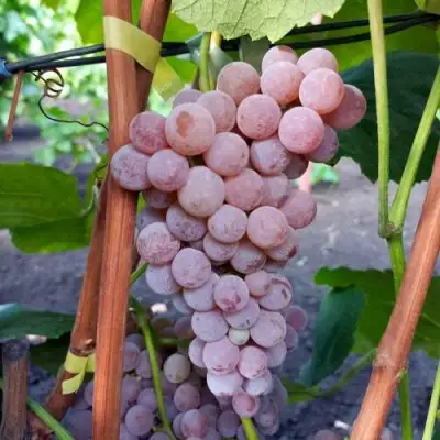 Виноград РИЛАЙНС ПИНК СИДЛИС в Калинковичах