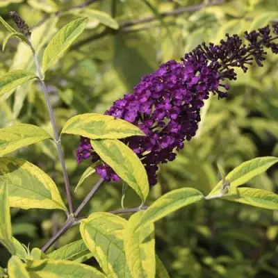 Буддлея давида САНТАНА  в Калинковичах