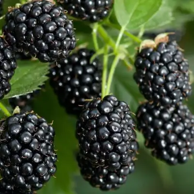 Ежевика ЧЕРНАЯ МАГИЯ ремонтантная  в Калинковичах