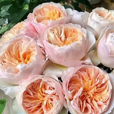 Роза ДЖУЛЬЕТТА английская в Калинковичах