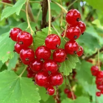 Смородина красная МААРСЕС ПРОМИНЕНТ в Калинковичах