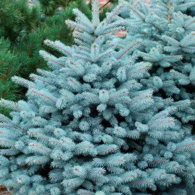 Ель СУПЕР БЛЮ СИДЛИНГ колючая в Калинковичах