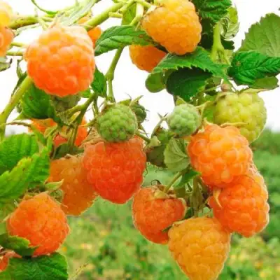 Малина ЗОЛОТЫЕ КУПОЛА в Калинковичах