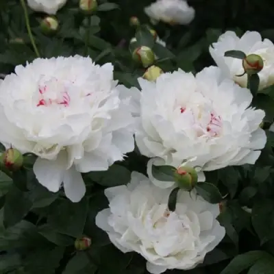 Пион ФЕСТИВА МАКСИМА травянистый в Калинковичах