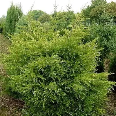 Можжевельник КУРИВАО ГОЛД китайский в Калинковичах