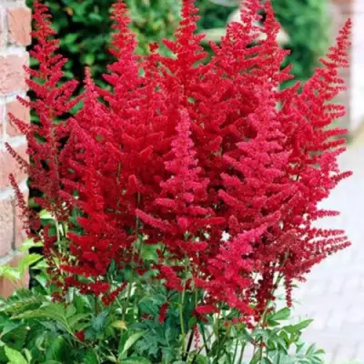 Астильба БУРГУНДИ РЕД Арендса в Калинковичах