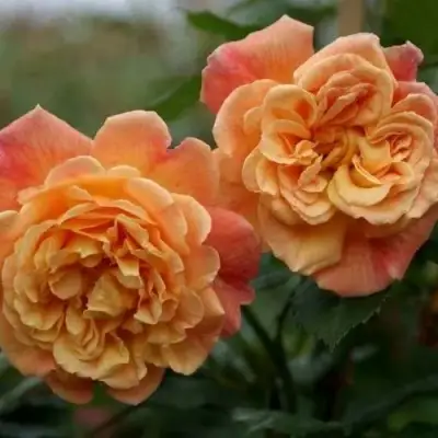 Роза АЛОХА плетистая в Калинковичах